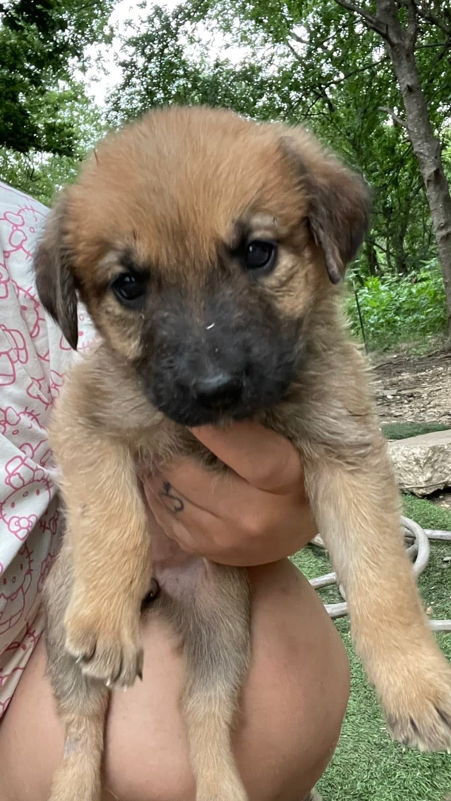 Bear, a Shepherd mix puppy available for adoption in Austin, TX