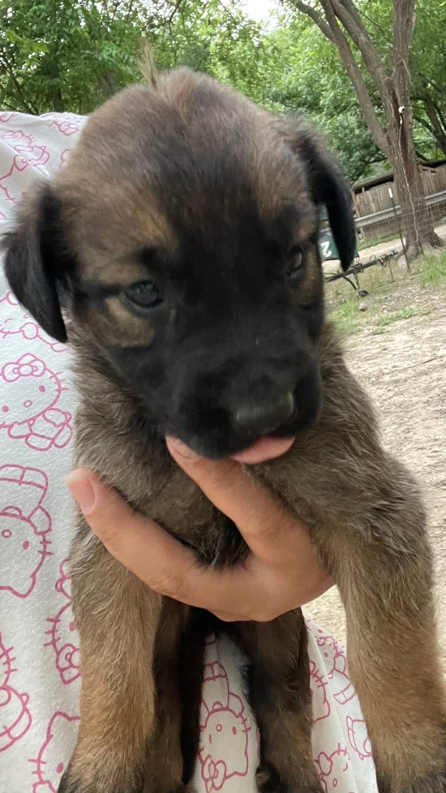 Duke, a Shepherd mix puppy available for adoption in Austin, TX