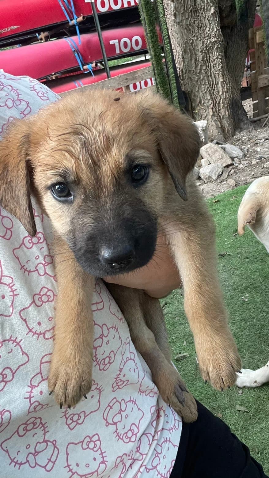 Honey, a Shepherd mix puppy available for adoption in Austin, TX