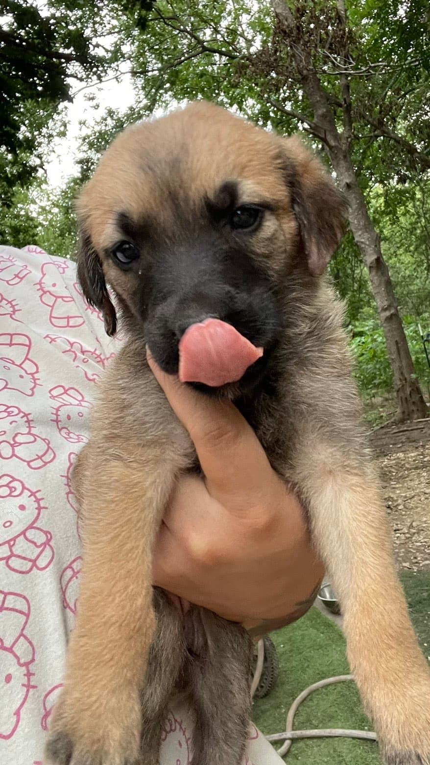 Maple, a Shepherd mix puppy available for adoption in Austin, TX