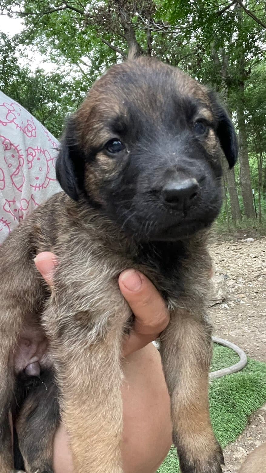 Rusty, a Shepherd mix puppy available for adoption in Austin, TX