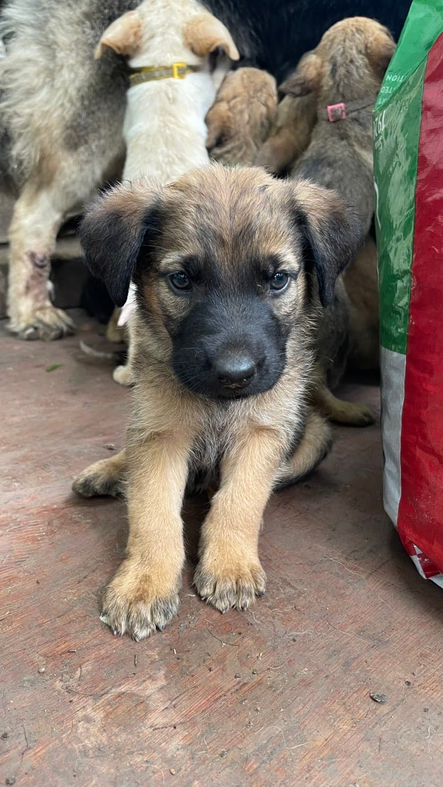 Scout, a Shepherd mix puppy available for adoption in Austin, TX