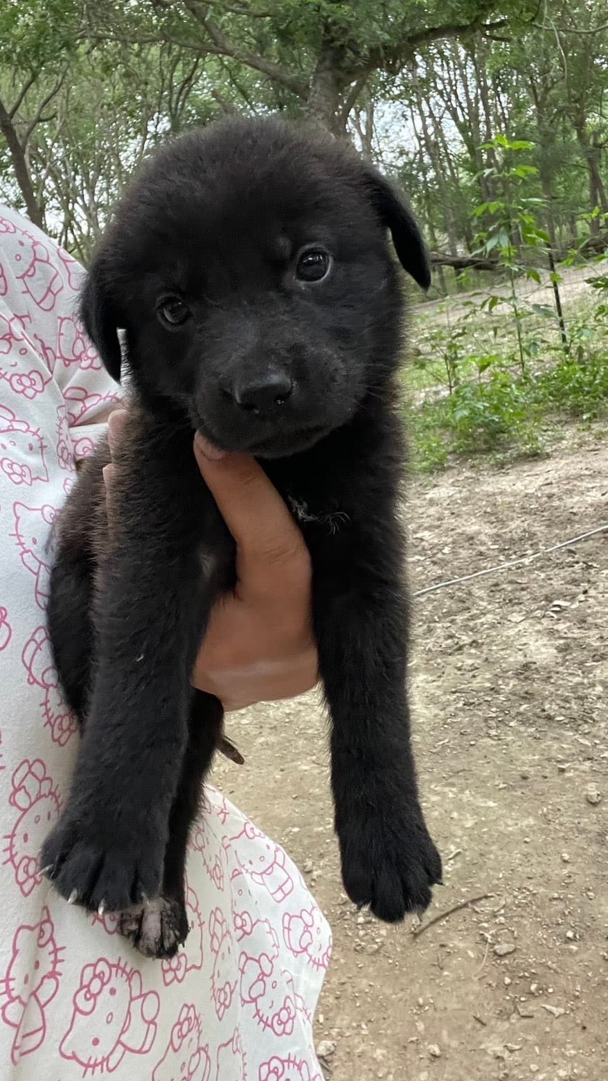 Shadow, a Shepherd mix puppy available for adoption in Austin, TX