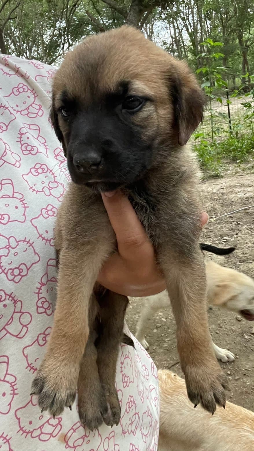 Willow, a Shepherd mix puppy available for adoption in Austin, TX